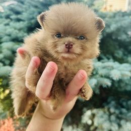 Churro - Chocolate male Pomeranian puppy in Waterloo, Indiana from Garcias Pomeranian