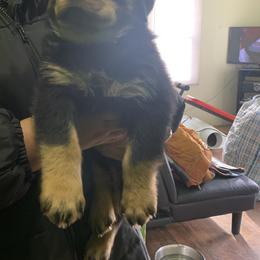 Rottweiler Puppies from Rottweiler Land