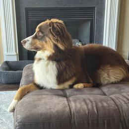 Australian Shepherd Puppies from Page Family Homestead