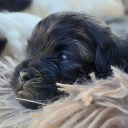 Mal-Shi Puppies from Gemstone Exclusive Pups of Florida