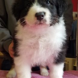 Australian Shepherd Puppies from Agra Australian Shepherds
