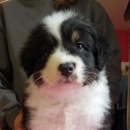 Australian Shepherd Puppies from Agra Australian Shepherds