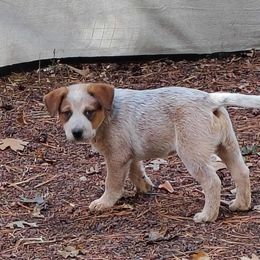 Dagger - Red speckled male Australian Cattle Dog puppy in Rogue River, Oregon from FullMoon Cattle Dogs