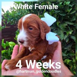 White - Red  female Goldendoodle puppy in Upland, California from Hartman Goldendoodles