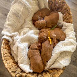 Golden Retriever Puppies from Pawmetto Goldens