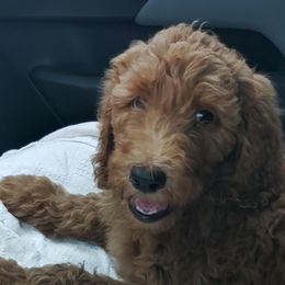 Poodles from Vaughn Farms Poodles