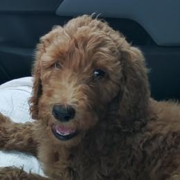 Poodles from Vaughn Farms Poodles