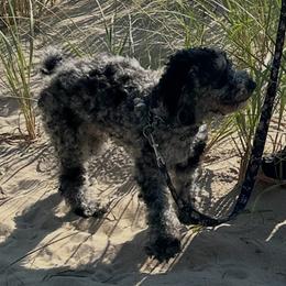 Zephyr - Merle male Shichon puppy in Grand Rapids, Michigan from Great Lakes Teddy Bear Dogs