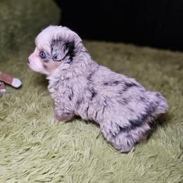 Bell - Blue merle female Toy Australian Shepherd puppy in Pickens, South Carolina from Reflections of Star Crest Kennel