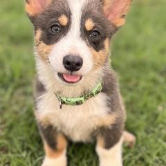 Pembroke Welsh Corgis from Bluebirds Corgis
