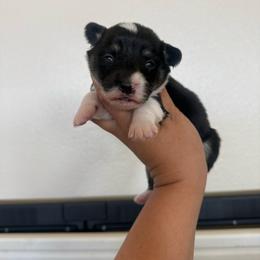 Nova - Black and tan female Pembroke Welsh Corgi puppy in Red Bluff, California from Wilder Ranch Corgis