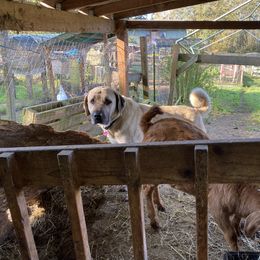 Anatolian Shepherd Dog and Kangal All Grown Up from Hidden Meadow Ranch