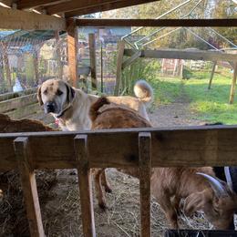 Anatolian Shepherd Dog and Kangal All Grown Up from Hidden Meadow Ranch