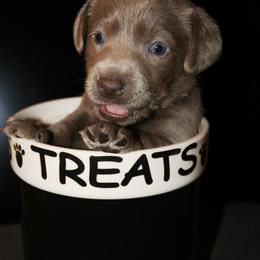 Dilute Retriever Puppies from Virdin’s Silver Labs