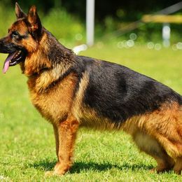 Ace - German Shepherd