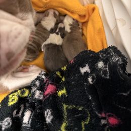 Girl 2 (Blue) - Blue female Boston Terrier puppy in Pahrump, Nevada from Lujan Ranch