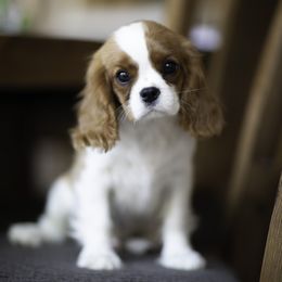 Cavalier King Charles Spaniel Puppies from Tsarevich Goldens and Cavaliers
