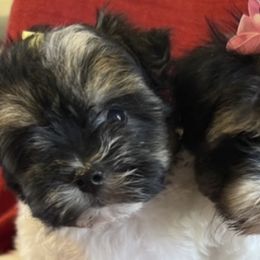 Morkies from Linda Sherman