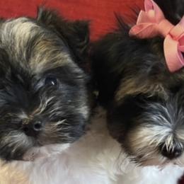 Morkies from Linda Sherman