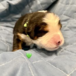 Green Boy - Black rust and white male Bernese Mountain Dog puppy in Blacksburg, Virginia from Blacksburg Berners