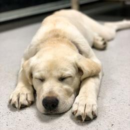 Labrador Retriever Puppies from Nancy's Service Labs