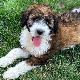 Bernedoodles, Goldendoodles, and Poodles from Scarlett Pups