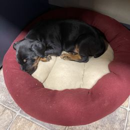 Doberman Pinscher and Poodle Puppies from TopSpots Farm
