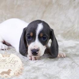 AKC Skipper - Blue and tan male Dachshund puppy in Christiansburg, Virginia from Little Legs Luxury Dachshunds LLC