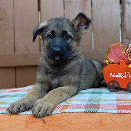 Tony (Black Collar) - Sable male German Shepherd puppy in Middlesex, North Carolina from Ace of Hearts K9’s