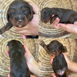 Lexi - Chocolate female Cavapoo puppy in Yuciapa, California from AlltheDoodlez_