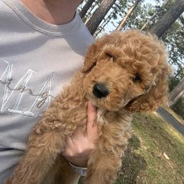 Girl 2 - Apricot female Goldendoodle puppy in Bogue Chitto, Mississippi from Valentine Kennels