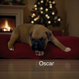 Oscar (AKC) - Fawn male Boxer puppy in Galt, California from Black Dymond Boxers