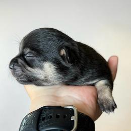Henry - Black and tan male Chihuahua puppy in Harlan, Iowa from Home Grown Chihuahuas From Iowa