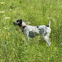 Riley - German Shorthaired Pointer