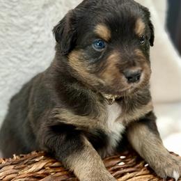 Tan collar - Black tri male Miniature Australian Shepherd puppy in 32046, Florida from River Hill Ranch