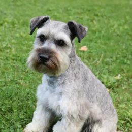 Doug - Miniature Schnauzer