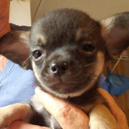 Charlie - Black and white male Chihuahua puppy in Nc, Florida from Brusseluv2