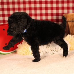 Baguette - Black male Poodle puppy in Peyton, Co, Usa, Colorado from Peyton Poodles