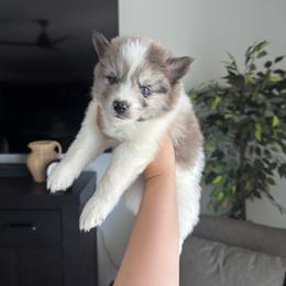 Koda - Gray and white male Pomsky puppy in Goodyear, Arizona from Velvet Pomskies