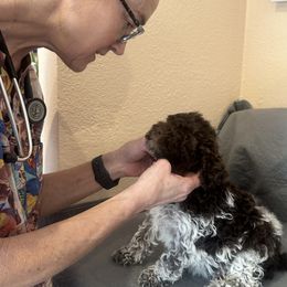 Lagotto Romagnolo Puppies from Anna’s Lagottos