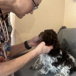 Lagotto Romagnolo Puppies from Anna’s Lagottos