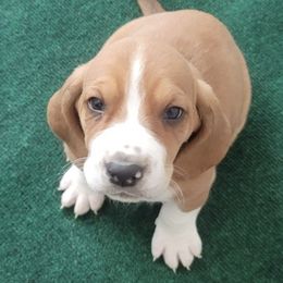 Basset Hounds from Classic Tails