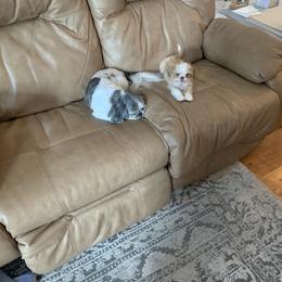 Shih Tzu Puppies from Sugar Paws Heavenly Shih Tzu’s