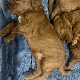 Boy 2 - Apricot male Cavapoo puppy in Gatesville, Texas from Country Club Cavapoos