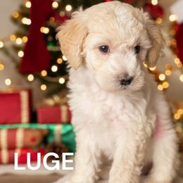 Luge - Cream male Goldendoodle puppy in Vacaville, California from Dillon Doodles