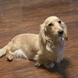 Ella - Dachshund