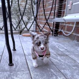 Chihuahua Puppies from Petite Pups LLC