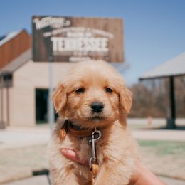 Goldendoodle, Golden Retriever, and Poodle Puppies from St. Barx Kennel Company