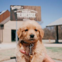 Goldendoodle, Golden Retriever, and Poodle Puppies from St. Barx Kennel Company
