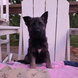 Faith - Sable female German Shepherd puppy in Cave City, Arkansas from Bayou Valley Shepherds and American Hunt Terriers